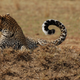 Illustration for article titled Out of Africa. More Leopards.